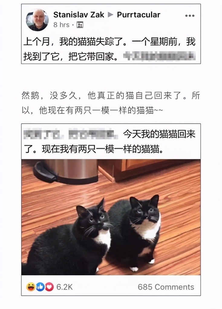金丝猴护子情深：为救幼崽纵身跃入湍急山涧，展现动物界母爱的伟大与勇敢