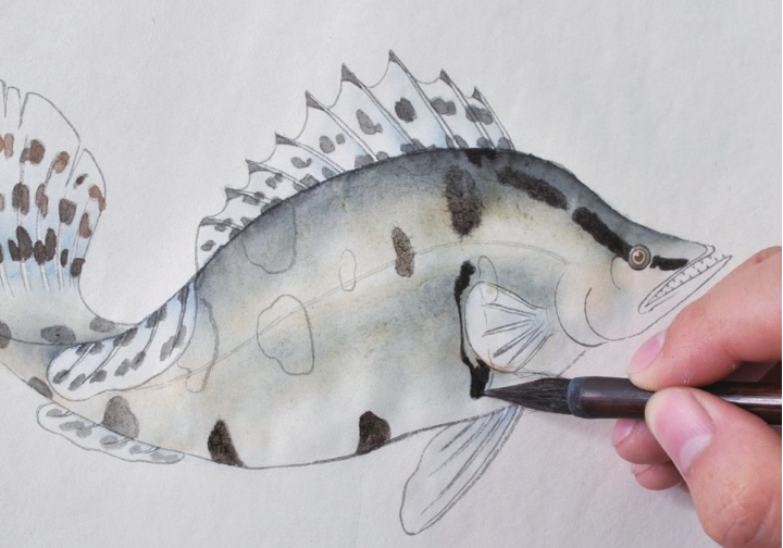分步骤讲解工笔鳜鱼的基本画法及染色