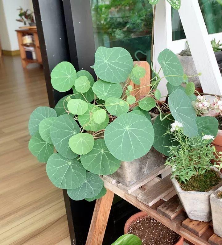 20种耐阴花,比绿萝好养,摆客厅名贵又有范儿