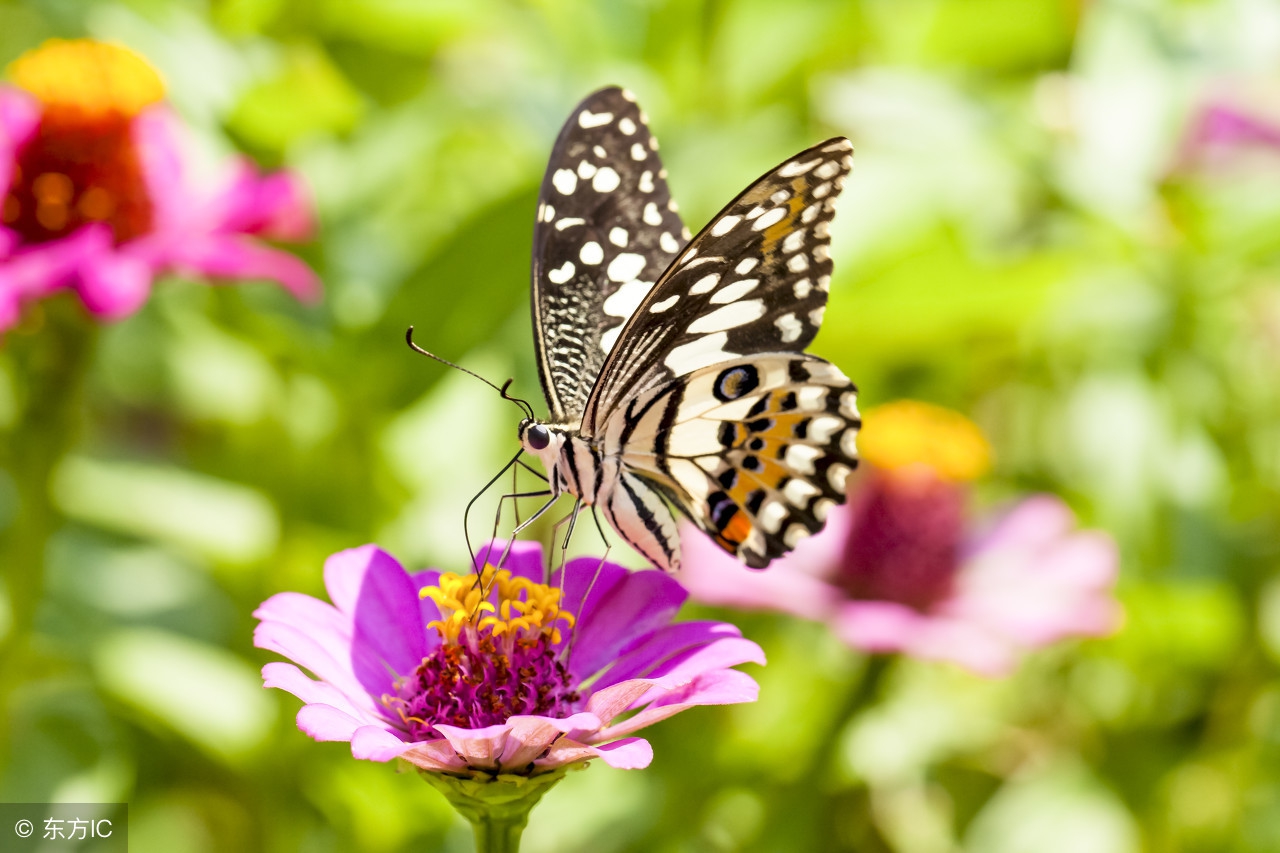 在这春光明媚百花齐放的季节,一起来读这描写蝴蝶的8首诗吧