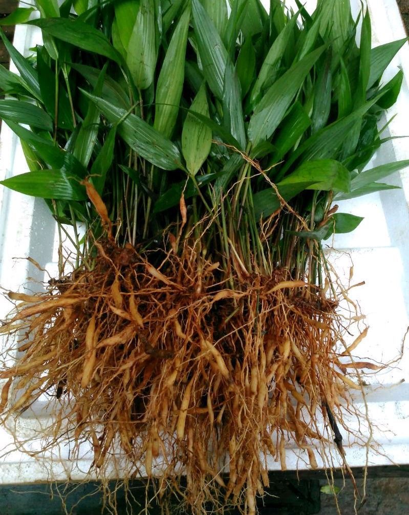 淡竹叶产地(淡竹叶的分布生长环境及其用途)