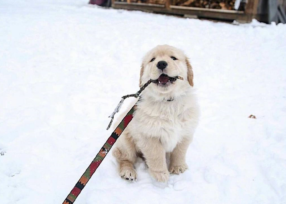 3只金毛哪只最可爱?雪地上的幼崽,办公室团宠,镜子前的戏精