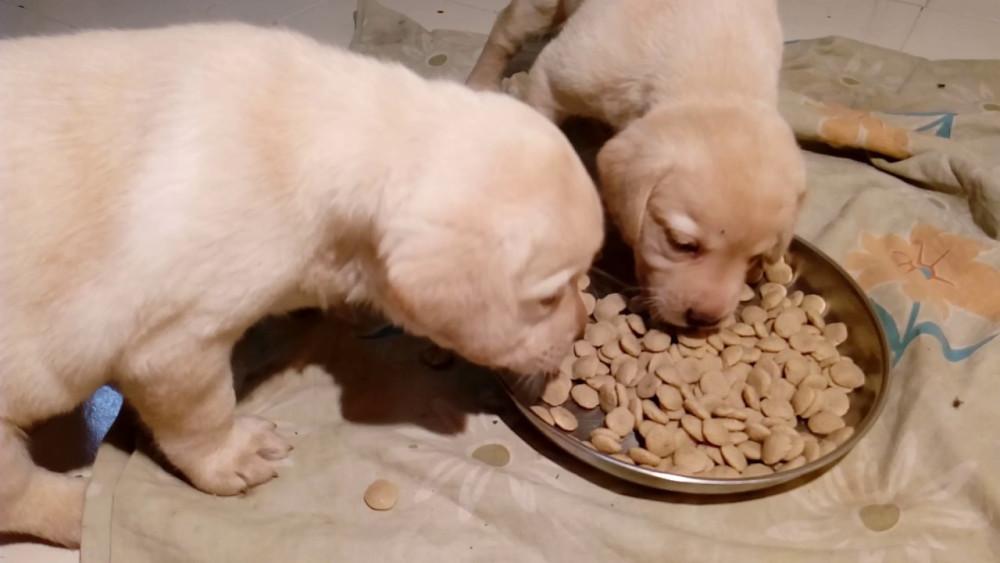 2个月大的狗狗应该吃多少狗粮？主要跟2个因素相关
