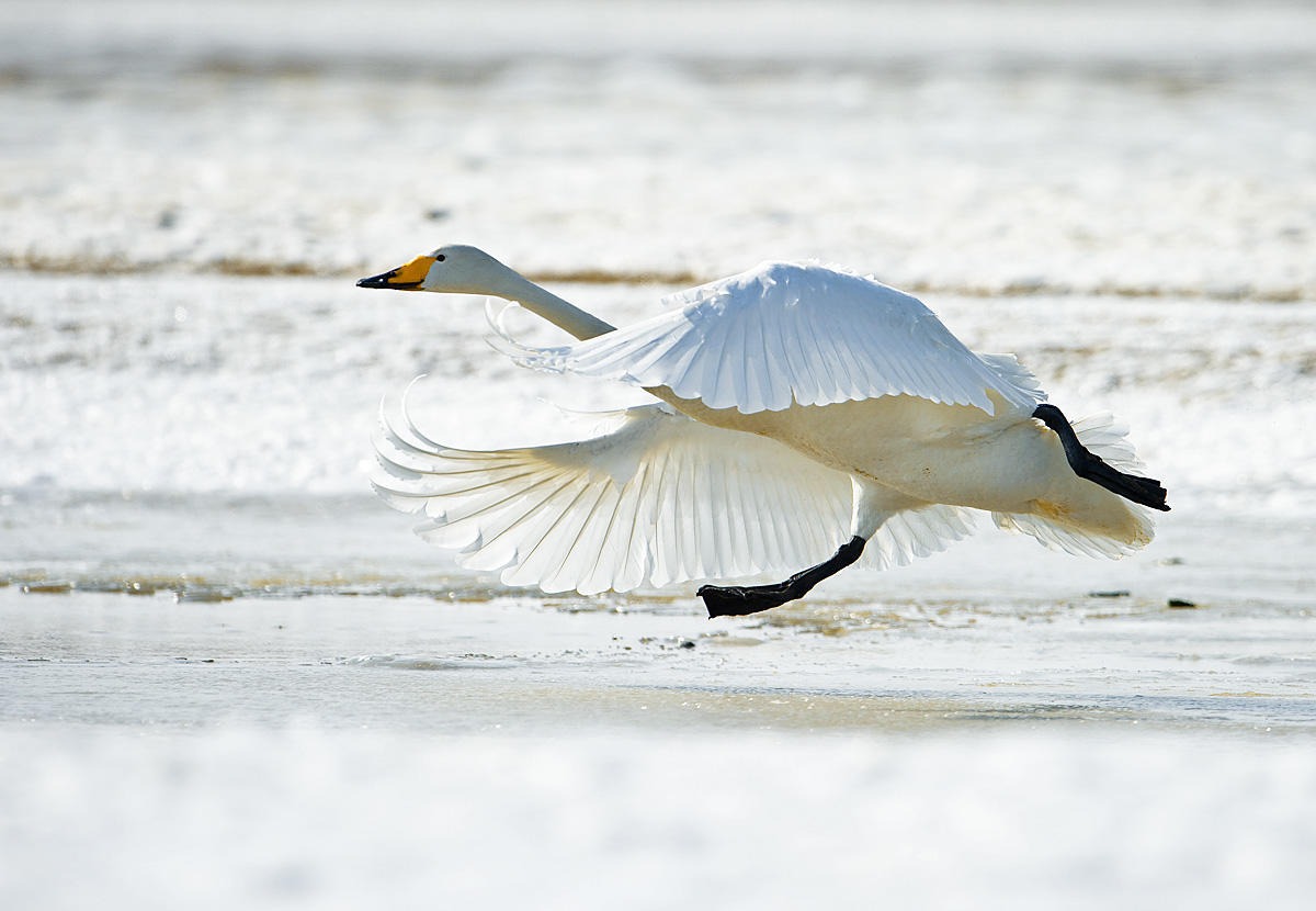 野天鹅好词好句好段摘抄合计90句