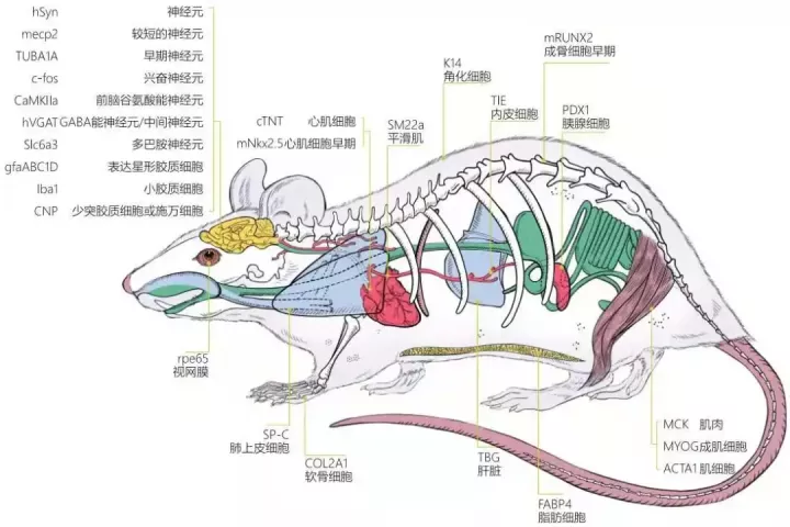 神经领域中「特异性启动子AAV」的妙用