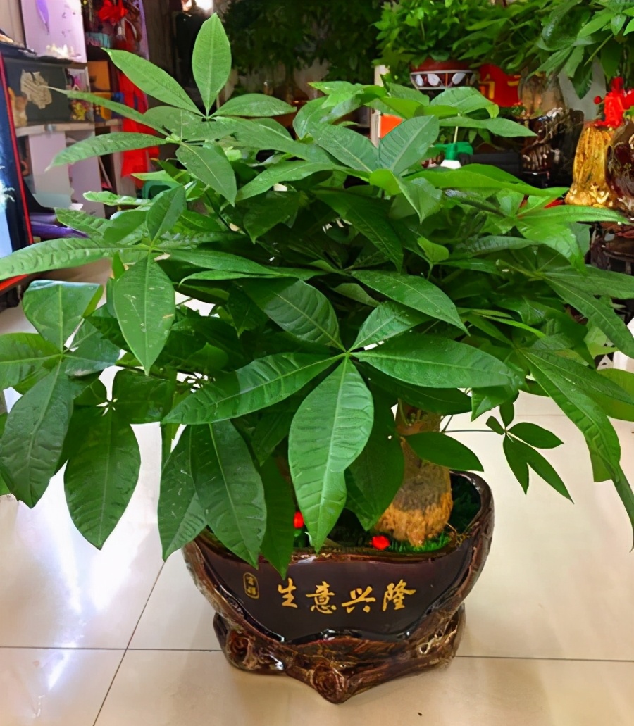 花卉绿植盆栽有什么推荐（100种室内盆栽花草图鉴）