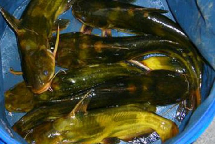 魚身有刺會叫 釣這種魚其實很簡單黃骨魚有哪些習性 發水季節最好釣 天天看點