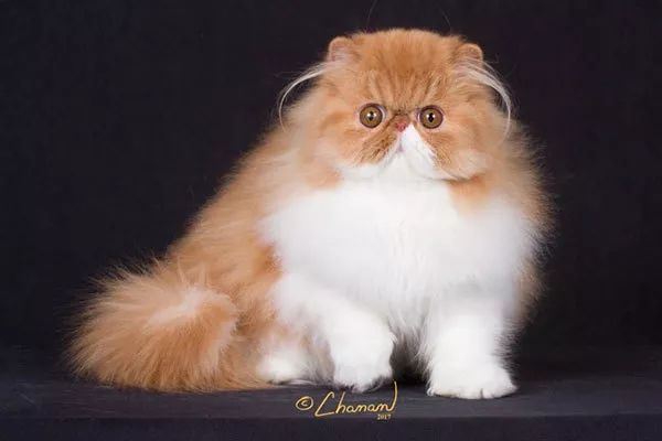 十大名猫闪亮登场，看看你最喜欢哪种