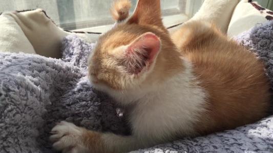 真的会有不会踩奶的猫吗？小猫咪踩奶的7种情况，主人快来了解