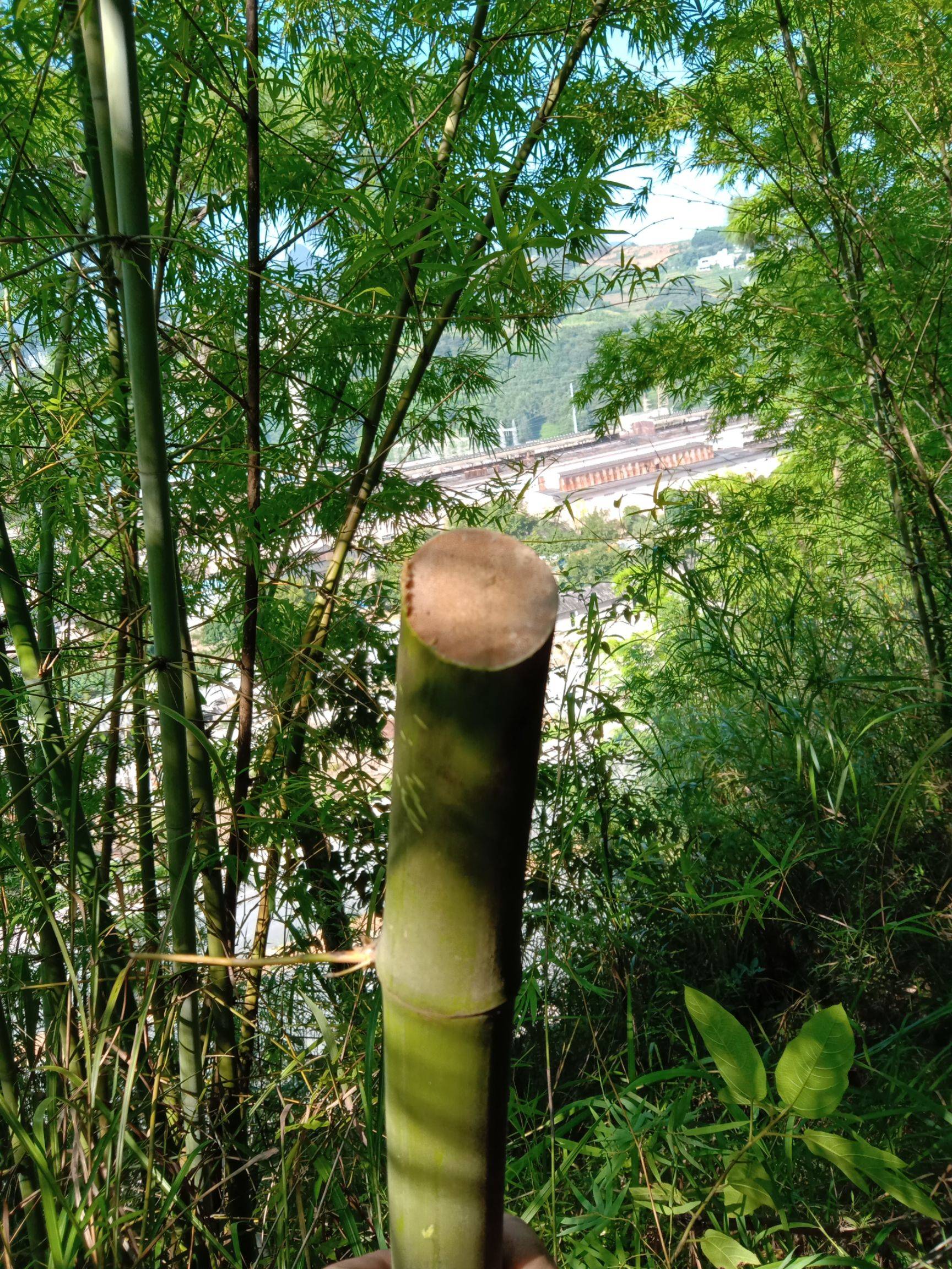 小琴丝竹图片(盘点以下45种竹子观赏图集)