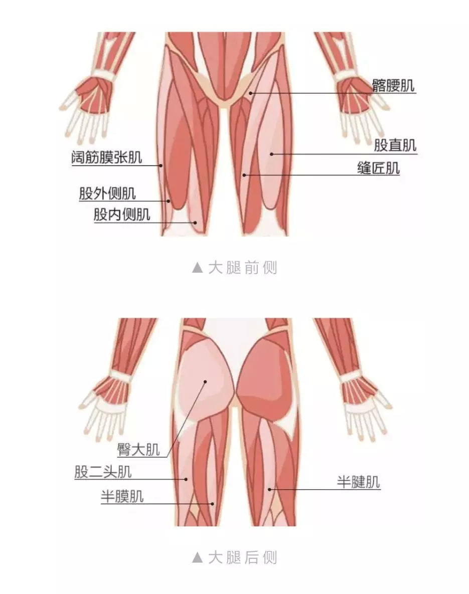 深蹲練屁股怕腿粗，可換成這個動作虐臀！