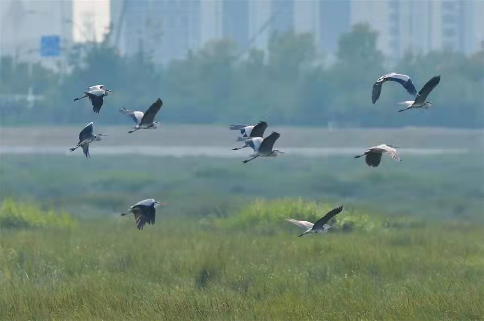 泛黄河三角洲湿地保护与修复研究 泛黄河三角洲湿地保护与修复研究