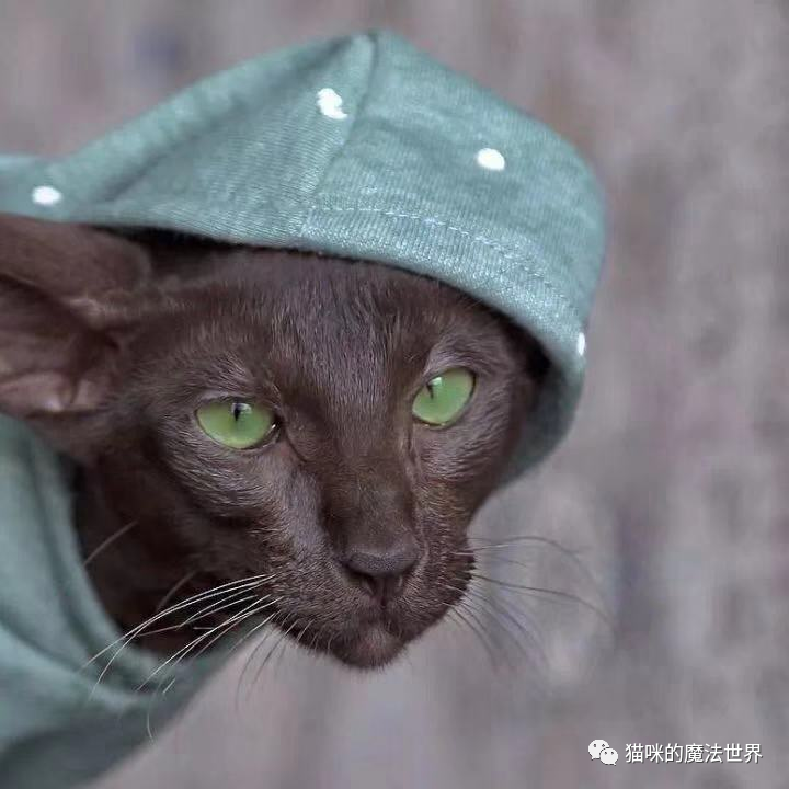 猫咪品种大盘点4：东方短毛猫