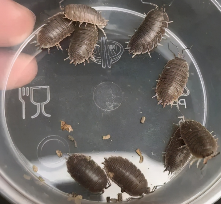 2021年"扎堆",大连海关截获100只活体鼠妇,知道危害多大吗?