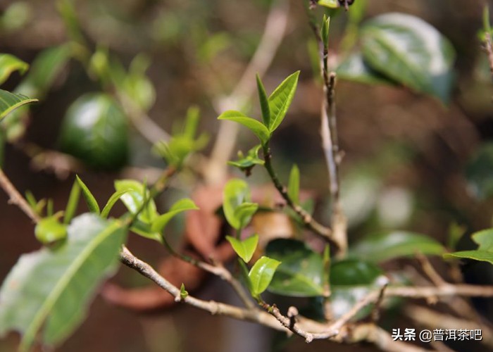 普洱茶产地是哪个地方（揭秘上好普洱茶的产地）