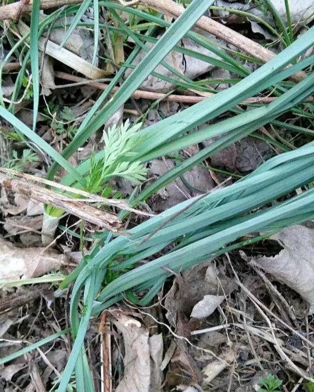 野蒜是一种什么样的植物,有啥用处?