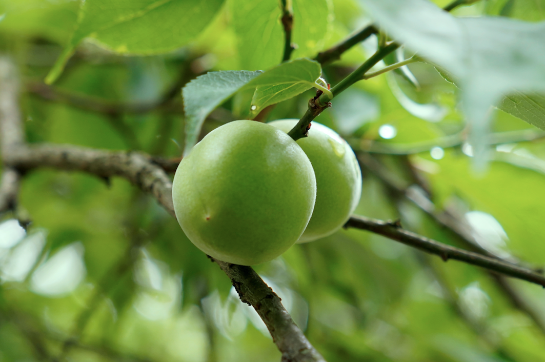 目前粤菜 如何拥有饱满的味觉体验 天天看点
