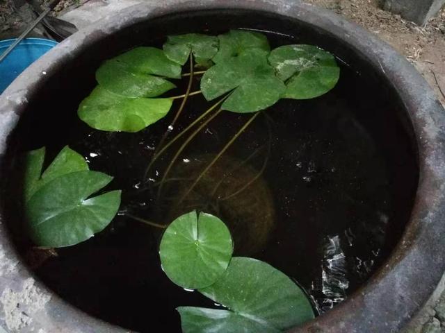 孔雀魚生小魚,孔雀魚生小魚要多久才能生完