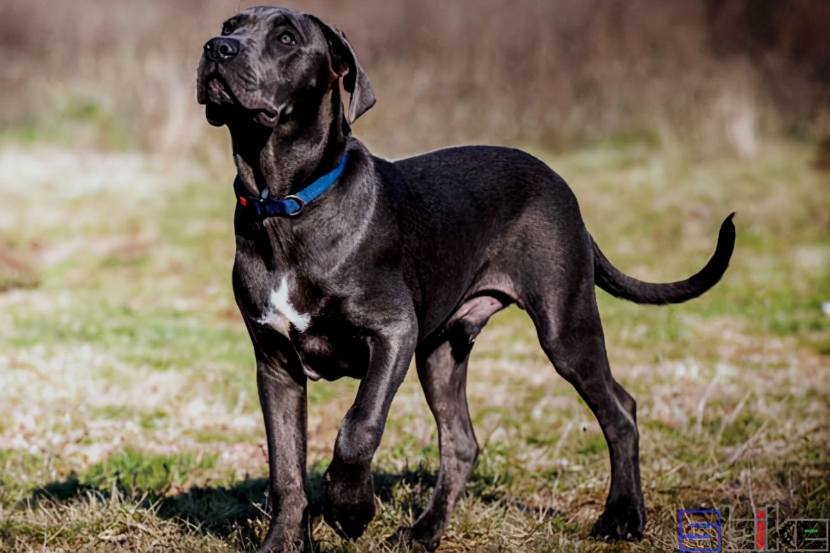 Sbike动植物百科：国际犬业联盟公布的世界十大猛犬排行