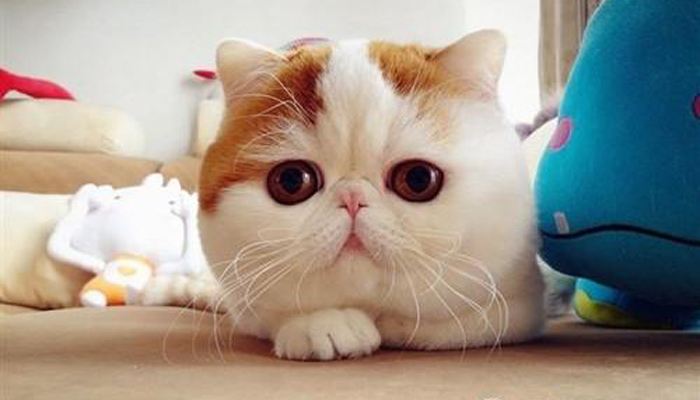最好“养”的猫咪排名榜来了，第1名当之无愧