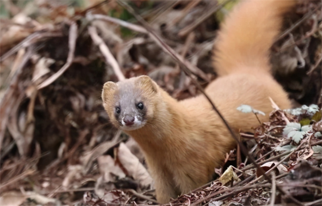 被称作"黄大仙"的黄鼠狼,到底有多厉害?为何都不敢招惹它?