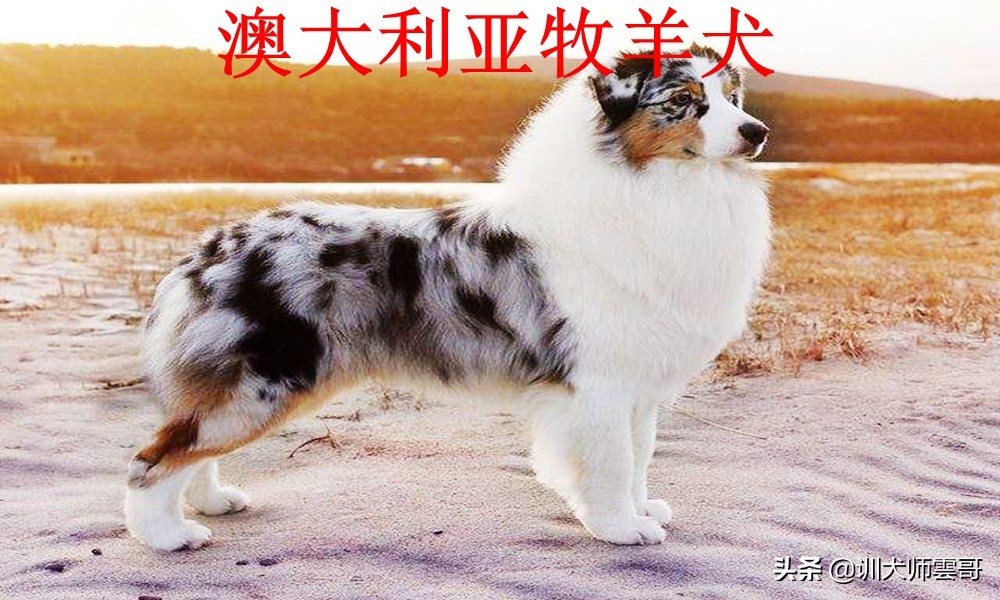 牧羊犬种类  世界十大牧羊犬排名