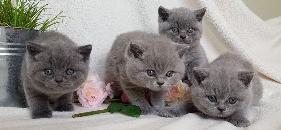 十大名猫闪亮登场，看看你最喜欢哪种