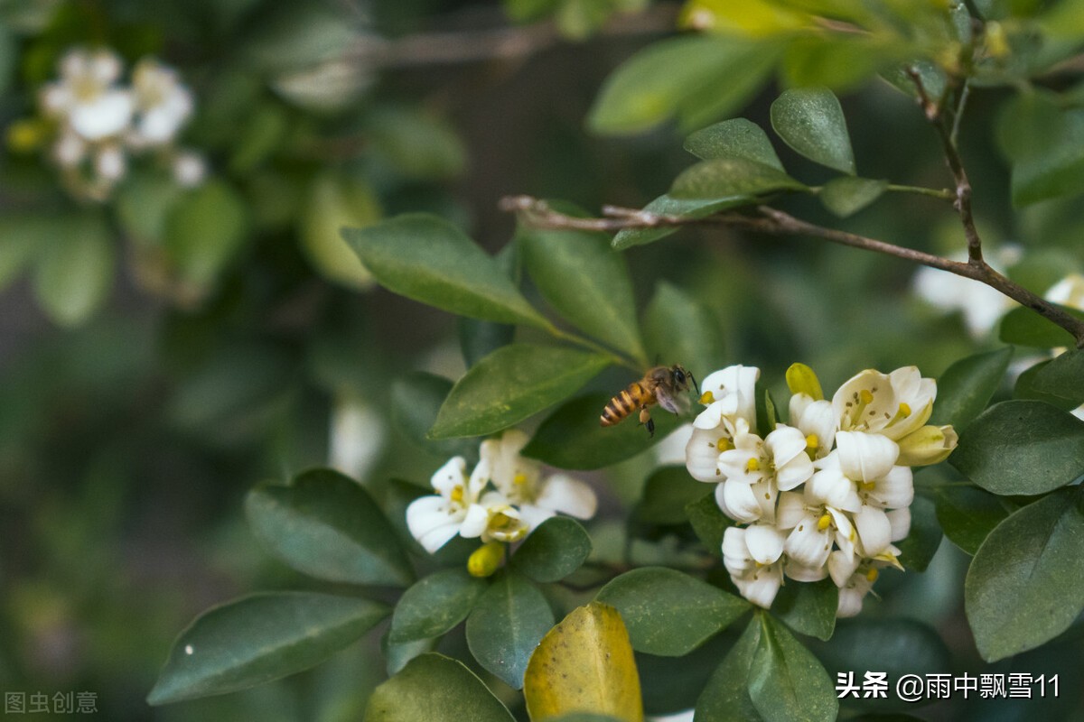 九里香是鬼树(九里香招财还是破财)