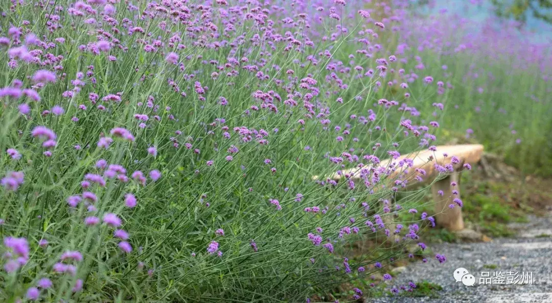 惊艳！蜂鸟闹花枝，彭州这片百亩紫色花海浪漫如仙境