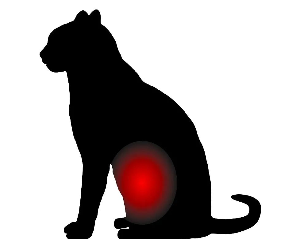 作为铲屎官，你了解猫传腹多少？