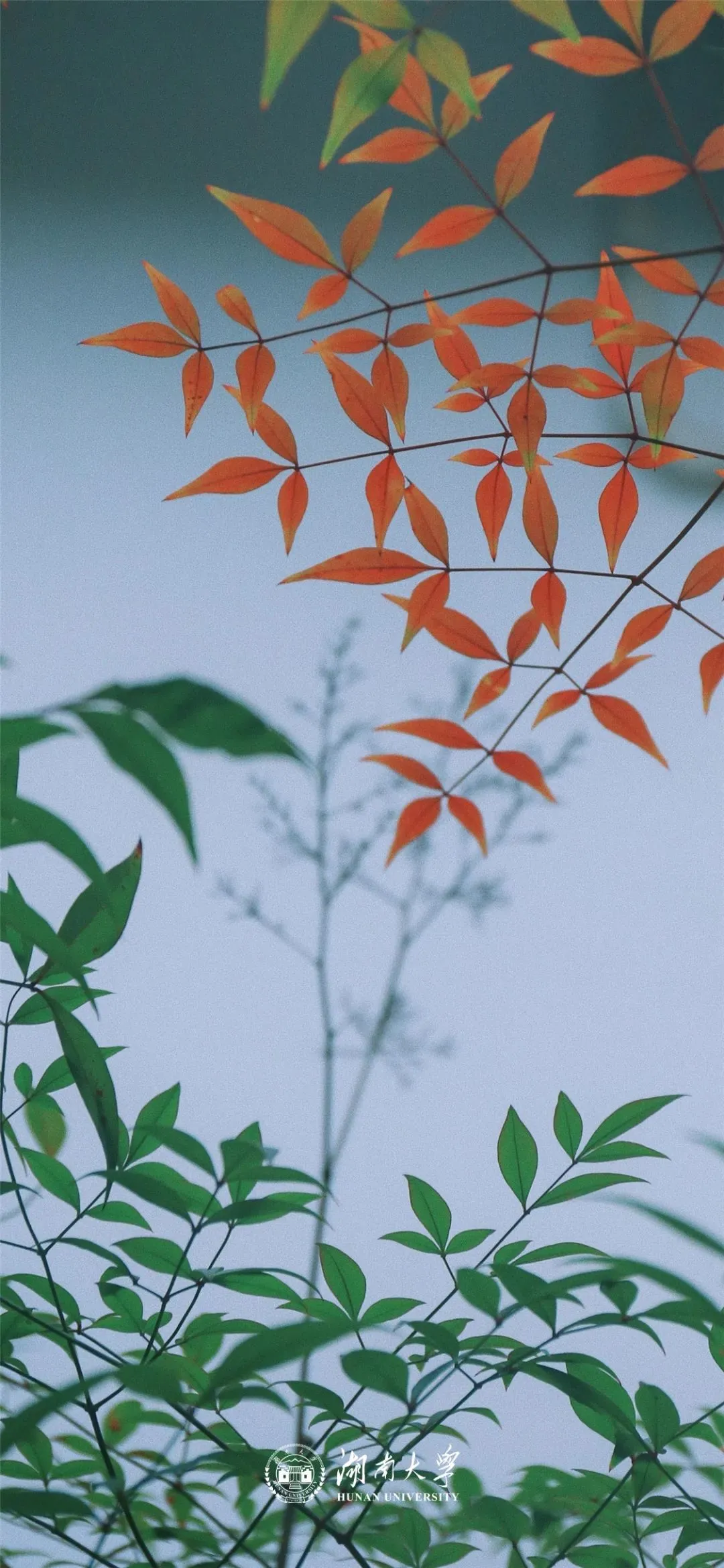 岳麓山下的千年名校——湖南大学