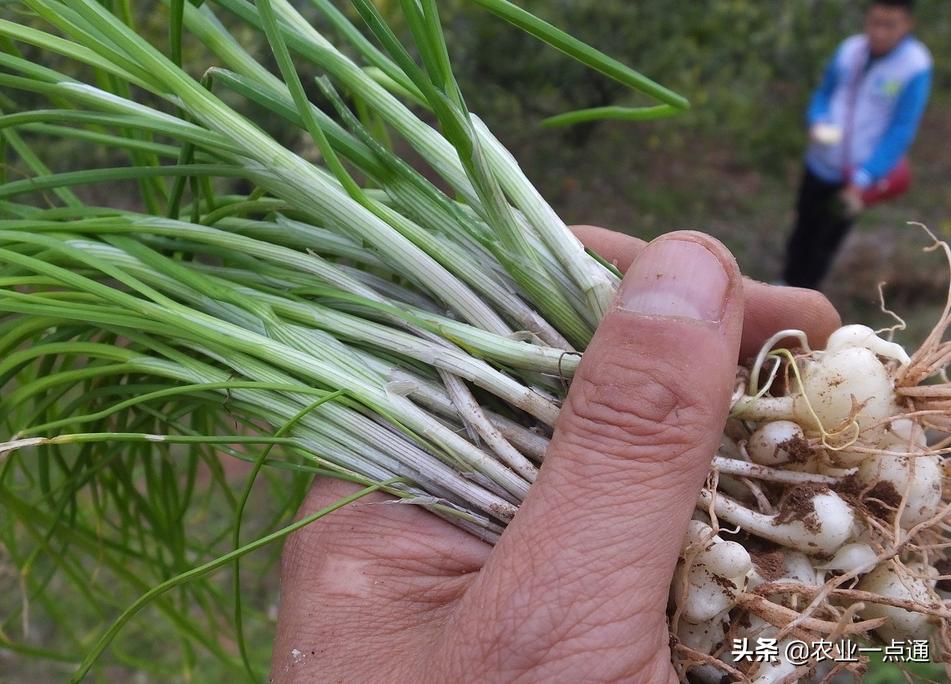 這個野菜怎麼吃最好!