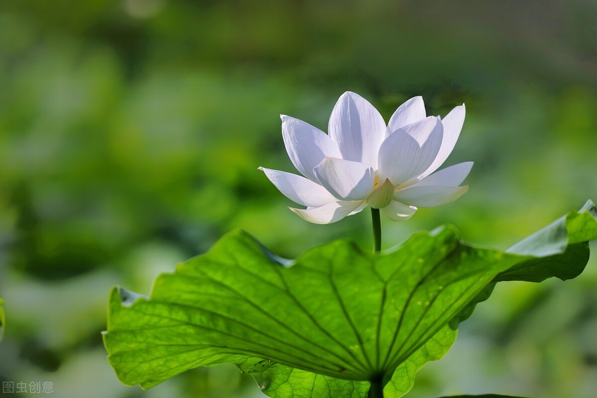 八月：流萤染夏，夏花灿烂，不亏待每一份热情，不讨好任何的冷漠