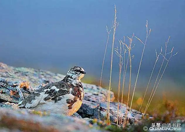 雷鸟，冬天是白花花的雪鸡，夏天是花花白的爱唠叨