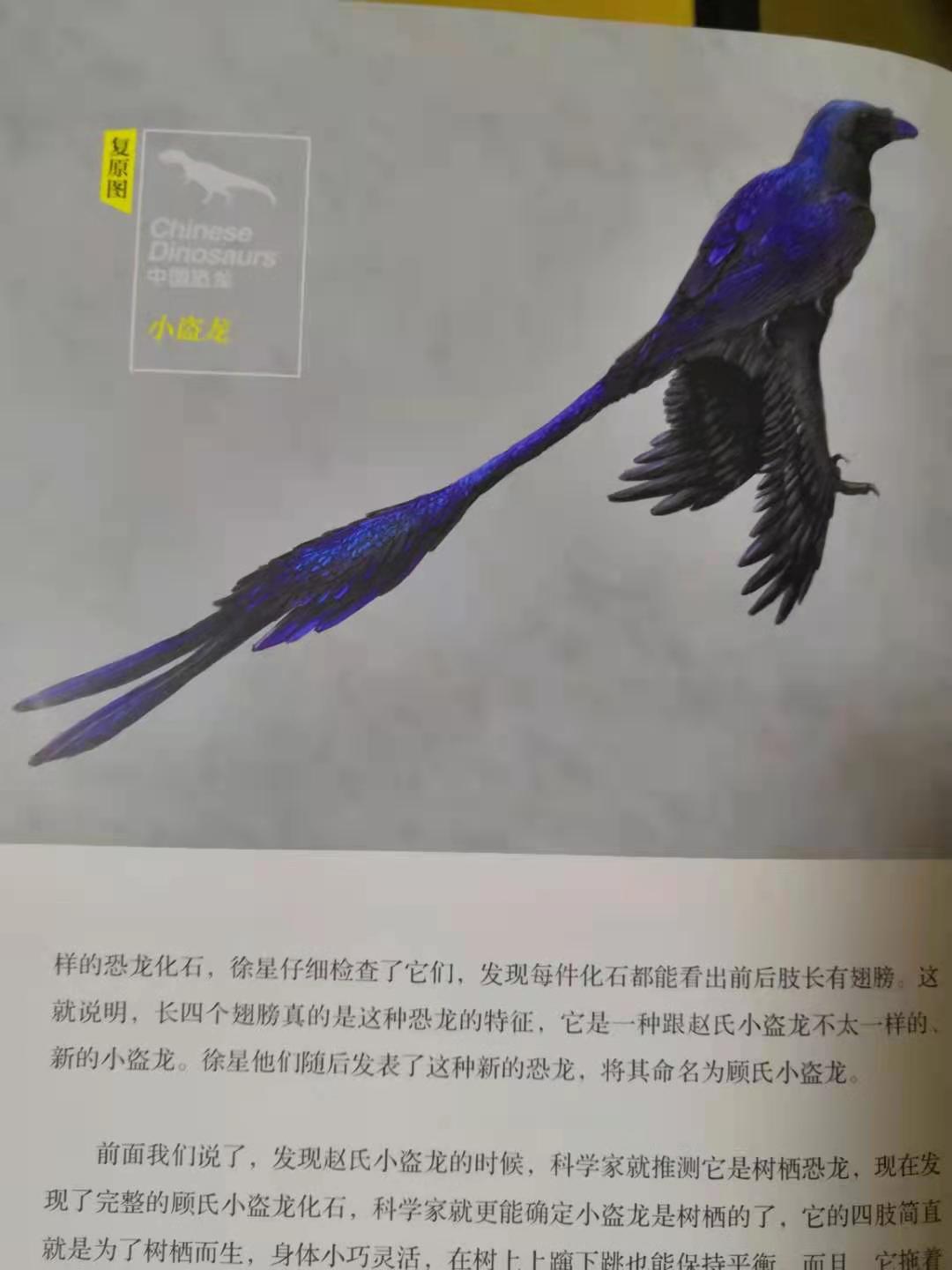 灭绝的古生物中为什么恐龙会备受关注？中国的恐龙到底有多少种？