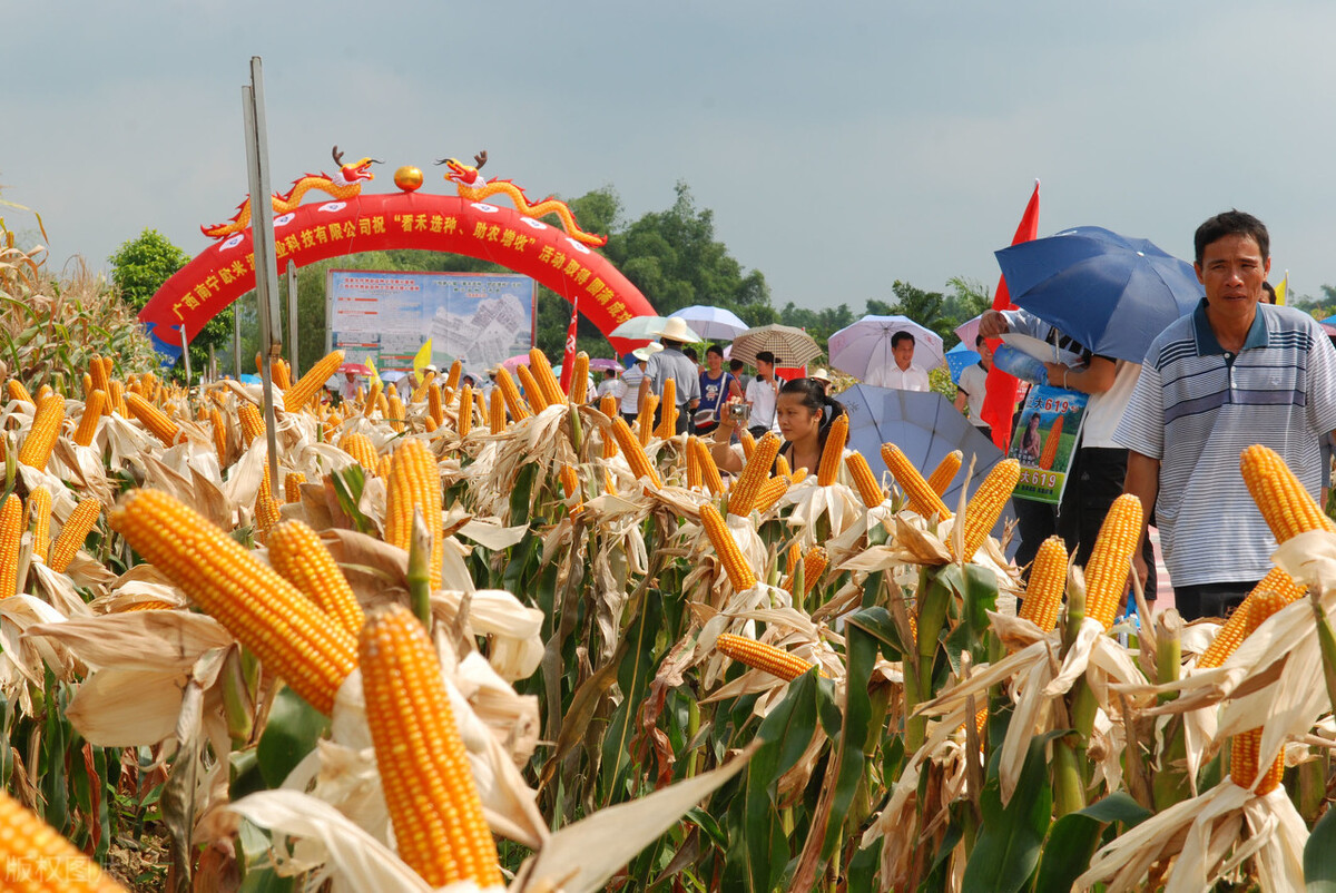 2021年产量排名前5的玉米品种，来年玉米想高产一定要知道内容