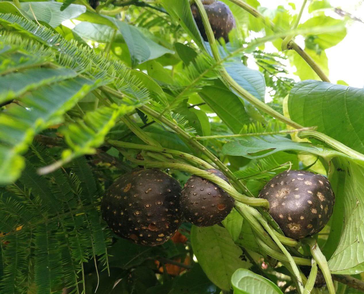 小水沟内的一种野果,叫黄药子,却不能食,果肉如油,真有毒?