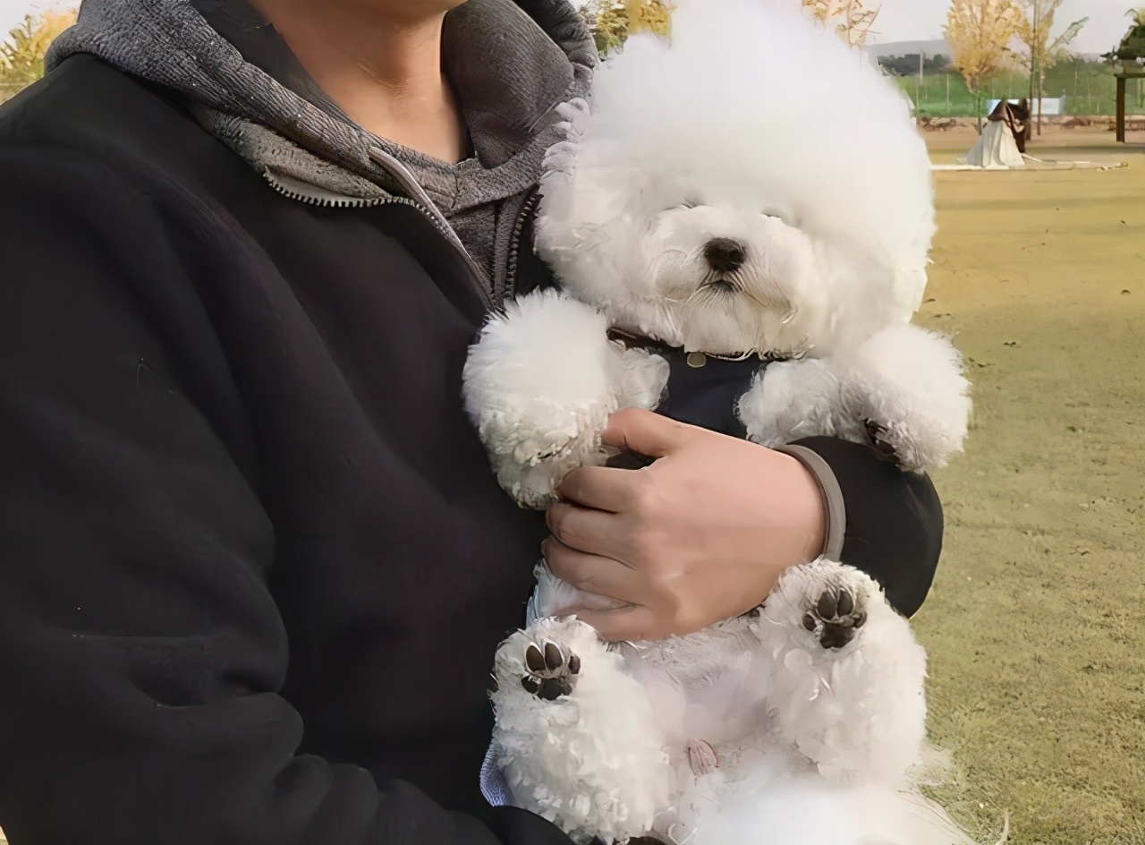 比熊犬的图片(养比熊久了之后) - 赤虎壹号