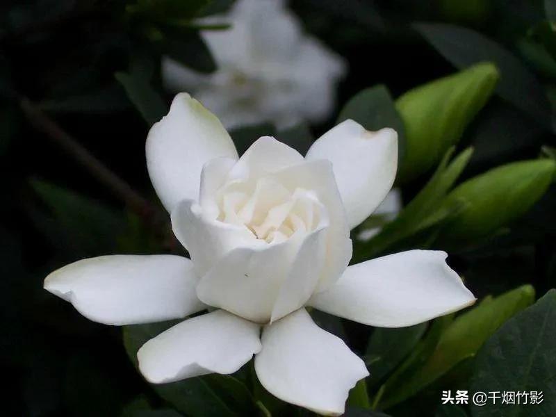 栀（zhī）子花：毕业季，和6月分不开的花