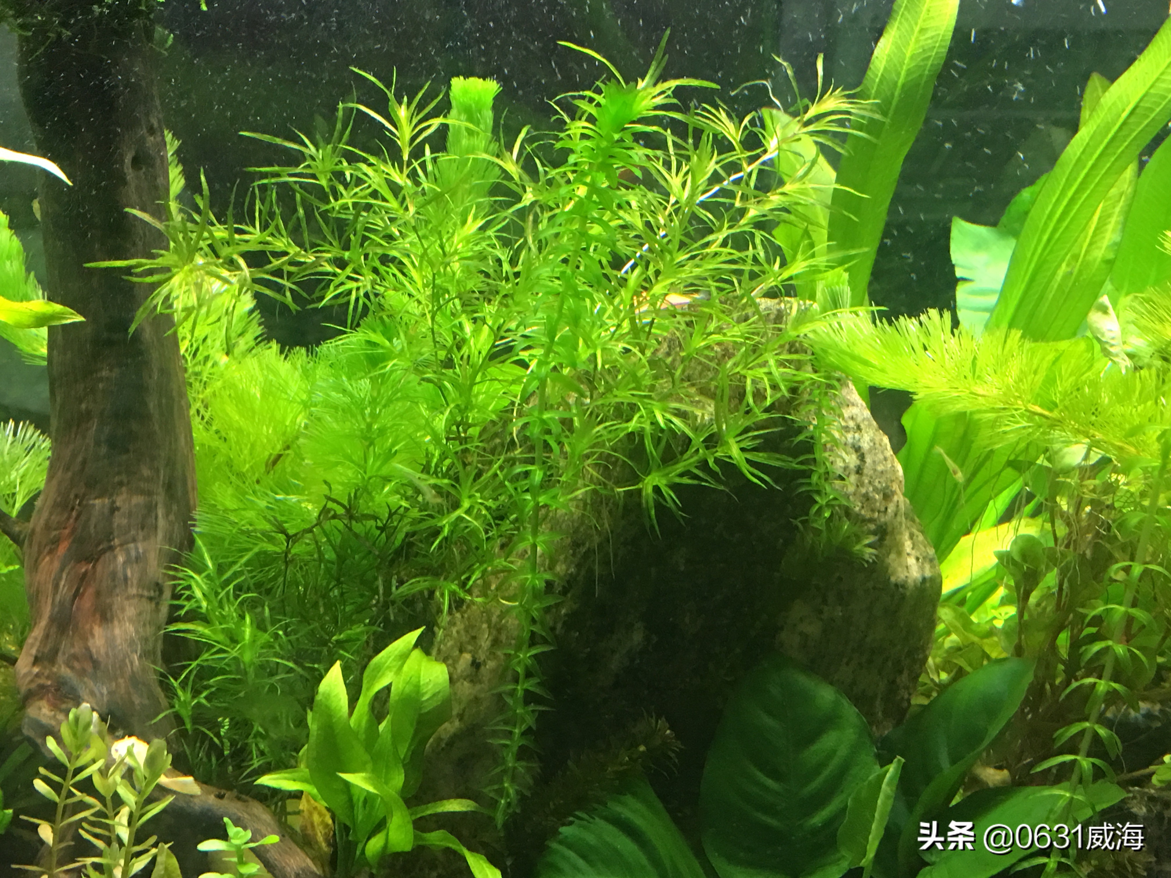 魚缸水上面一層油膜怎麼處理(魚缸水面上油膜清理技巧)插圖(1)