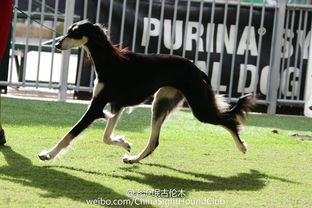 萨路基猎犬的图片（萨路基猎犬的具体特征介绍）