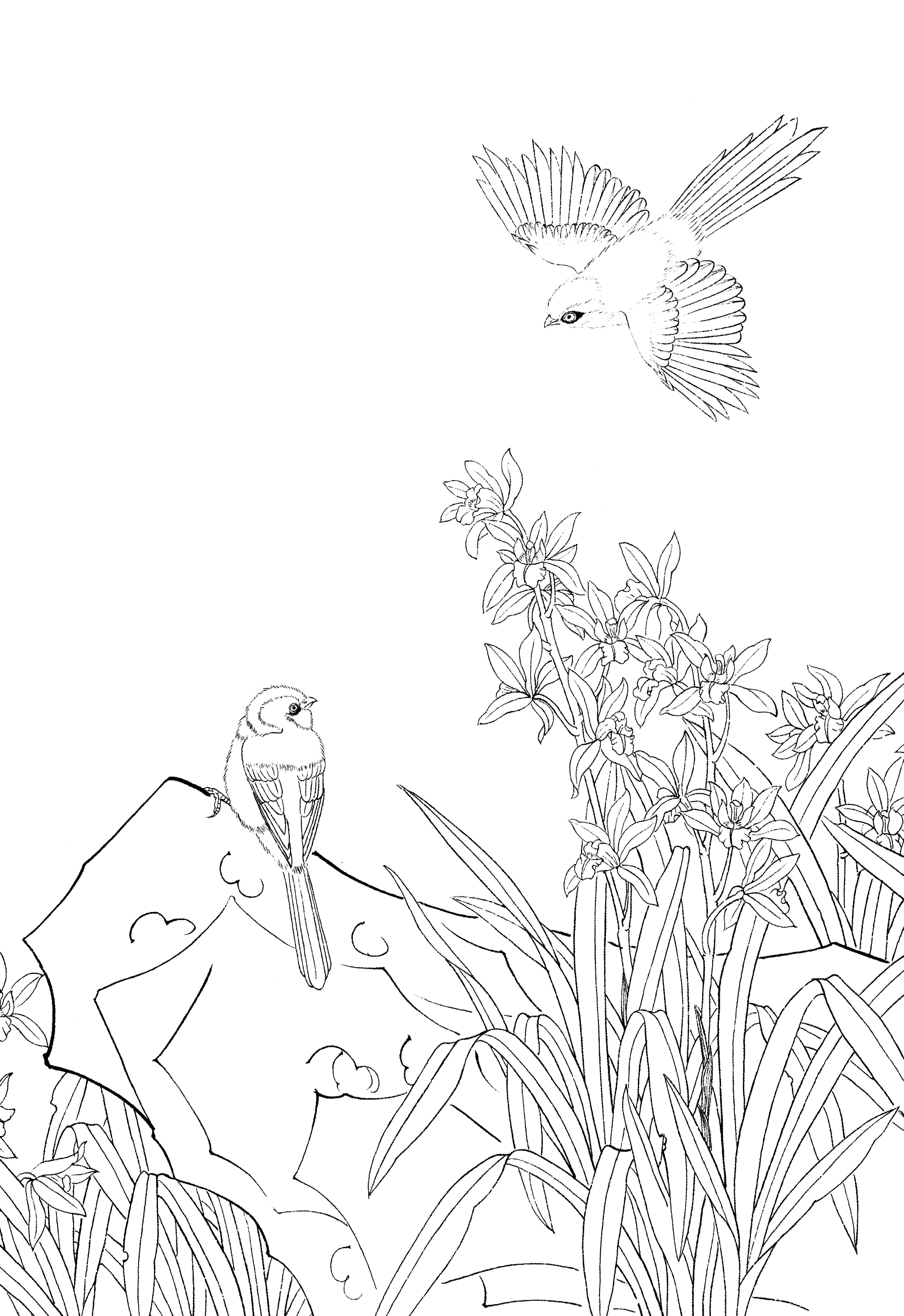 35幅兰竹白描线稿资料,希望对你有帮助-墨尖族