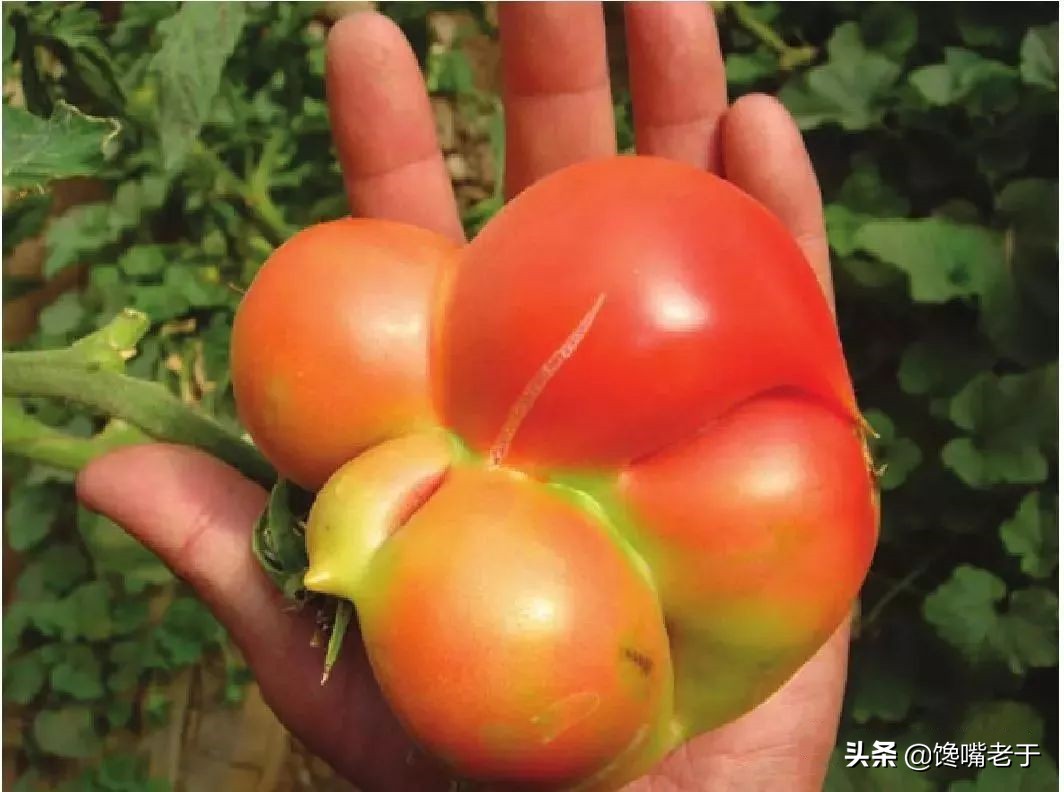 現(xiàn)在的西紅柿又酸又硬？老菜農(nóng)：牢記4點(diǎn)，沙甜多汁，一挑一個(gè)準(zhǔn)