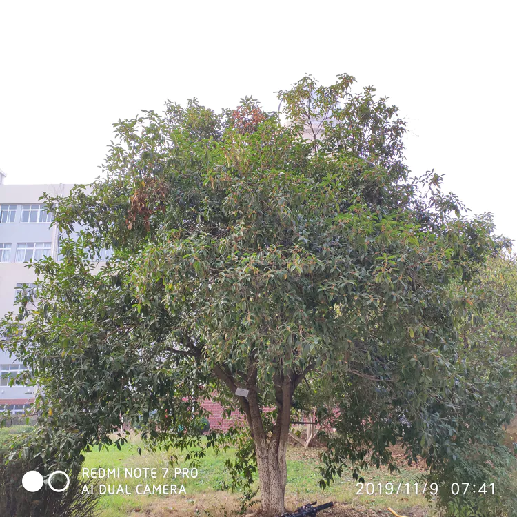 陪你一起看湖北省广水一中①——走进植物王国