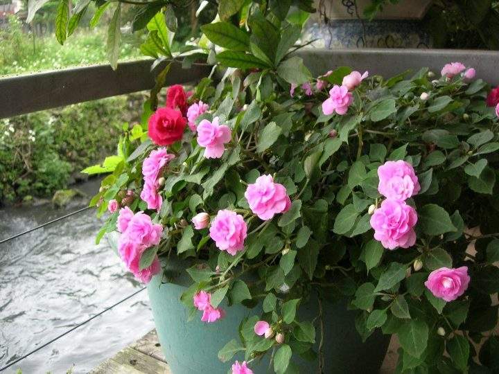 非洲鳳仙,非洲鳳仙花的養(yǎng)殖方法和注意事項