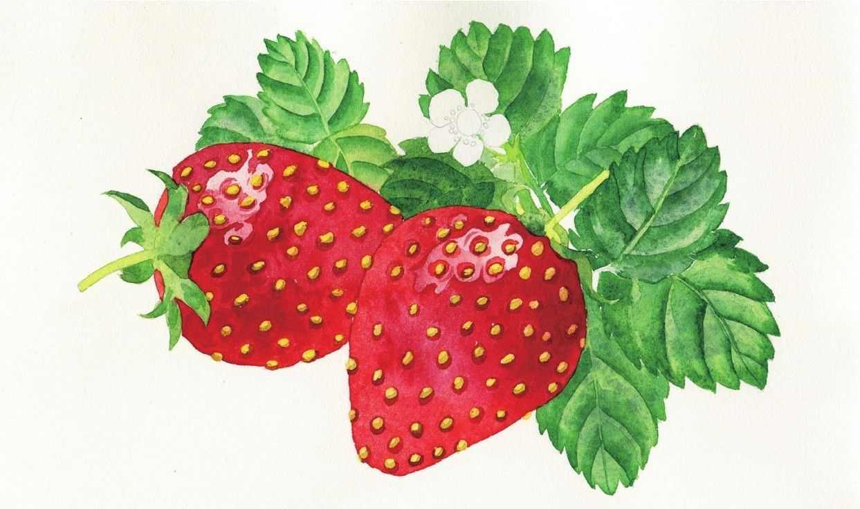 零基础水彩画教程：分步骤讲解草莓水彩画法，简单易学，快来临摹
