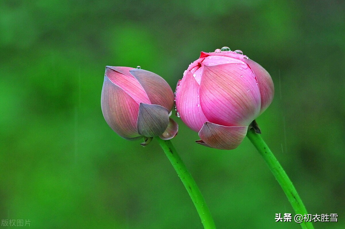 早秋听雨六首：一夜雨声凉到梦，要听棋声杂雨声