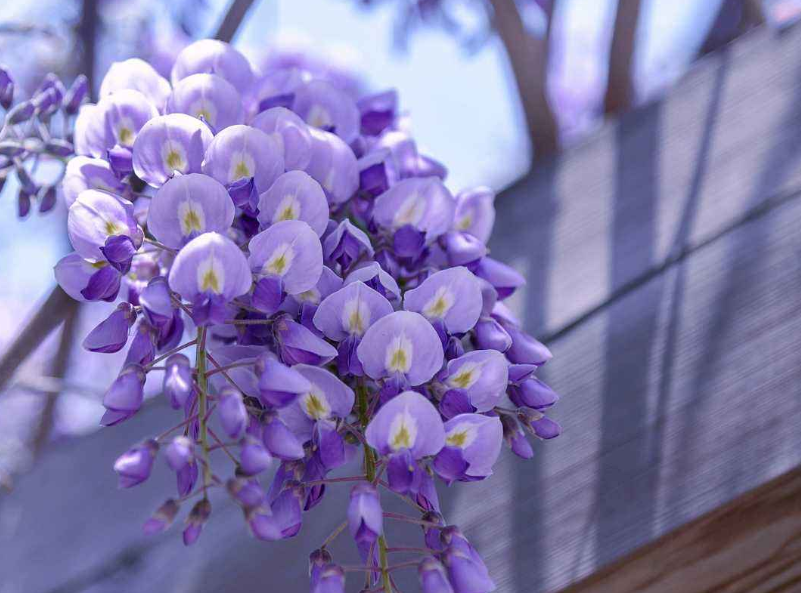 【诗词鉴赏】古诗词里的紫藤花，花团锦簇，如梦似幻！