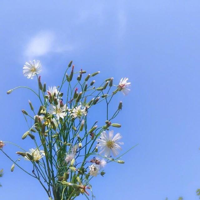 正能量逆风而行的句子，送给为梦起航的你