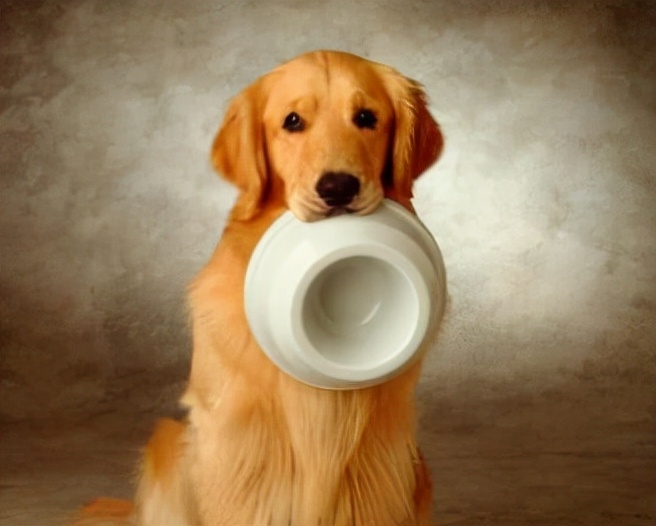 金毛犬拉稀怎么办？